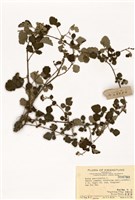 藏品(紅梅消)的圖片